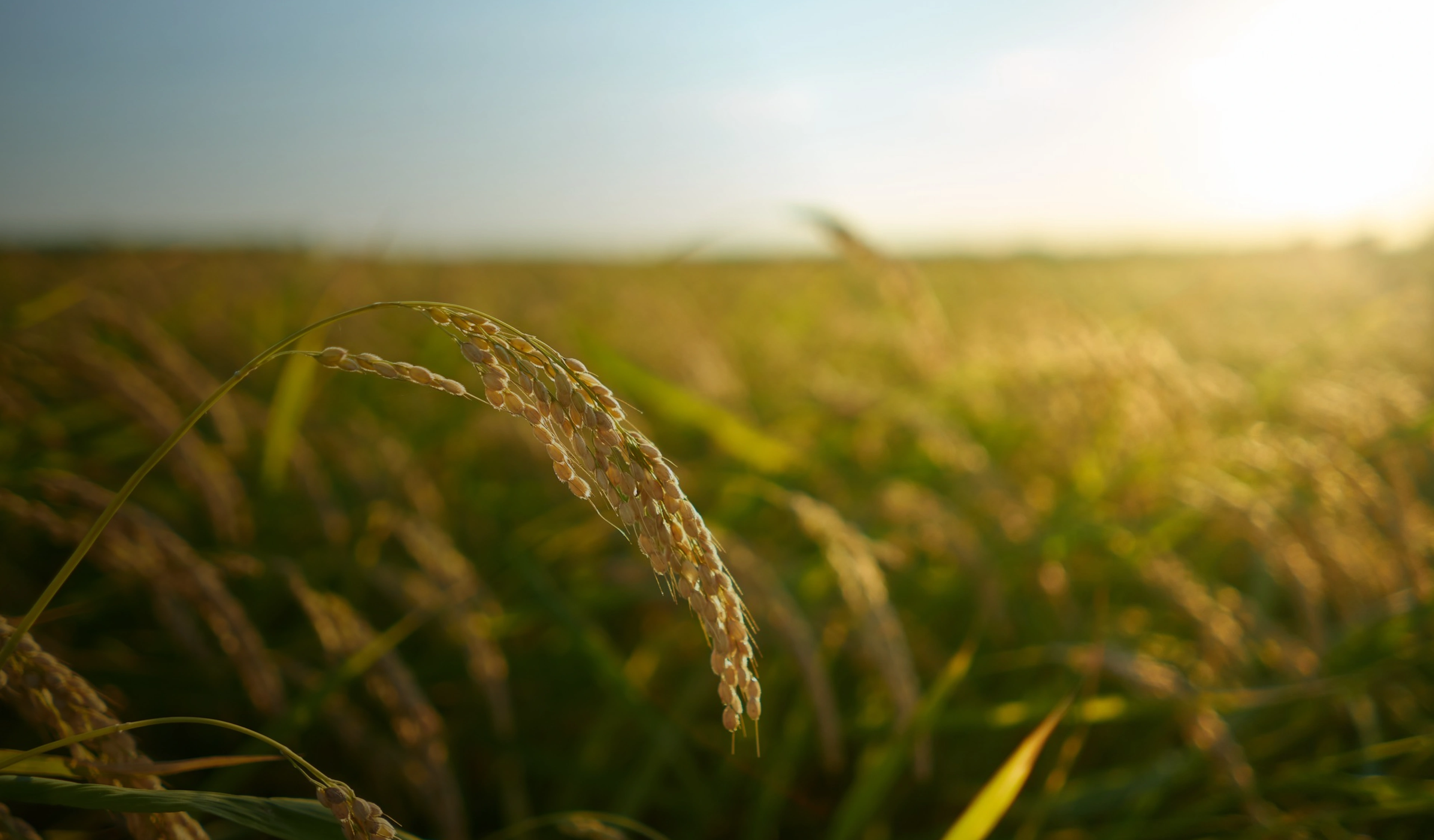 bg_sec_img_homepage_sctn1